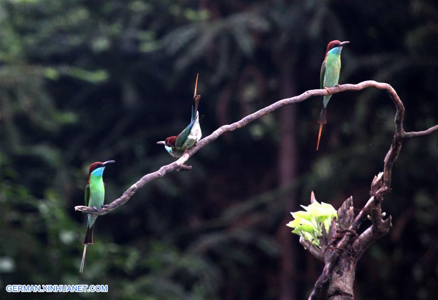 CHINA-HUNAN-BLUE-TAILED BEE EATERS (CN)