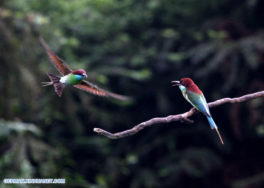 CHINA-HUNAN-BLUE-TAILED BEE EATERS (CN)