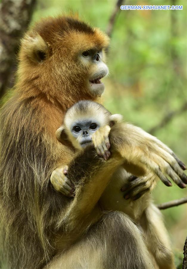 CHINA-HUBEI-SHENNONGJIA-GOLDEN MONKEYS (CN) 