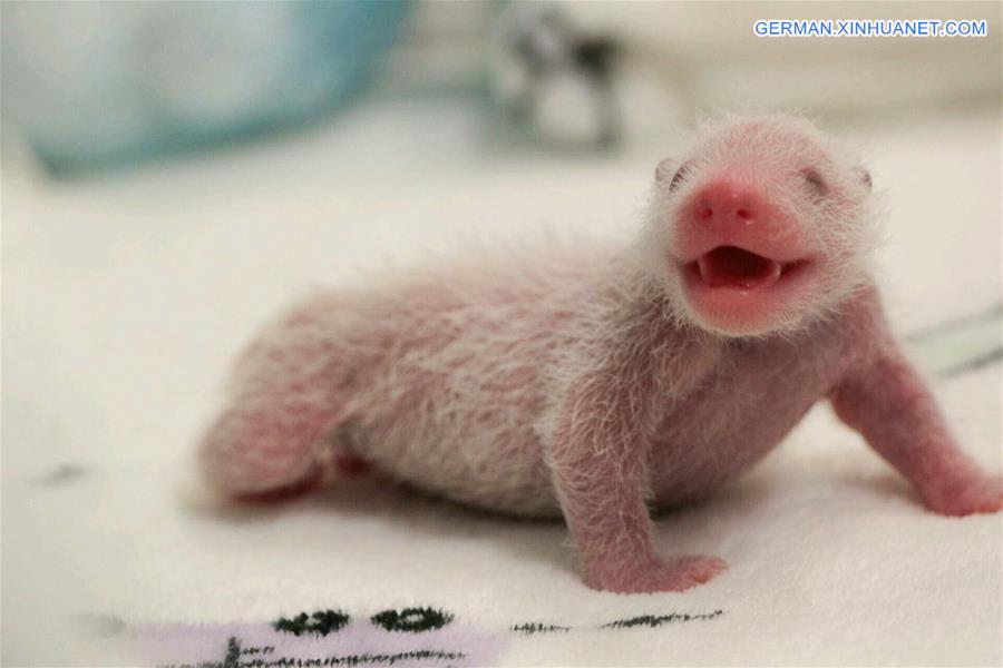 CHINA-MACAO-GIANT PANDA-TWIN CUBS (CN) 