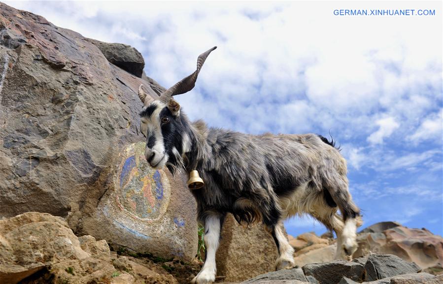 CHINA-TIBET-XIGAZE-GOAT RELEASE (CN)