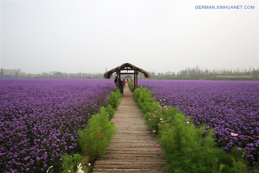 #CHINA-SHANDONG-QINGDAO-TOURISM (CN)