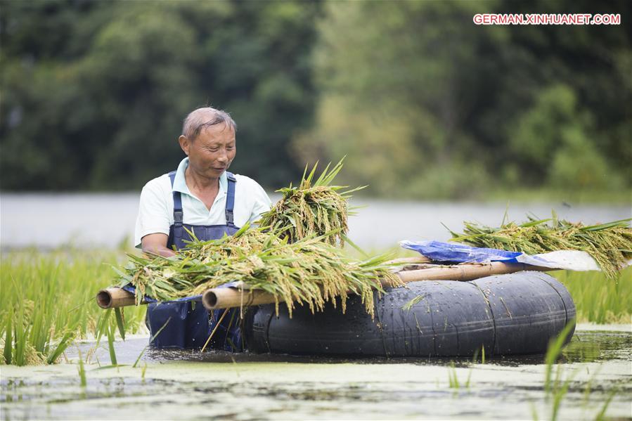 #CHINA-JIANGXI-DUCHANG-RICE HARVEST-FLOOD (CN)