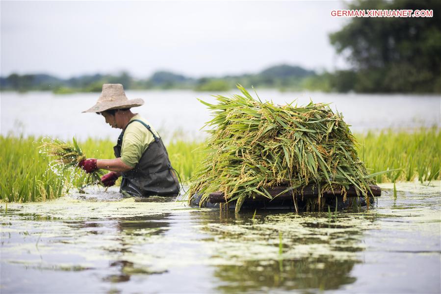 #CHINA-JIANGXI-DUCHANG-RICE HARVEST-FLOOD (CN)