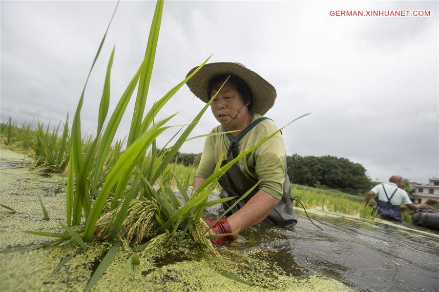 #CHINA-JIANGXI-DUCHANG-RICE HARVEST-FLOOD (CN)