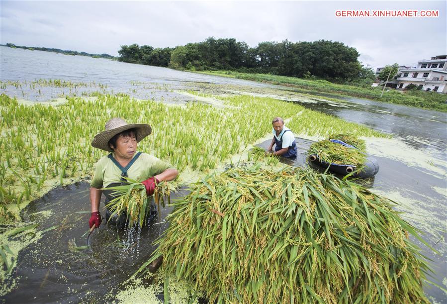 #CHINA-JIANGXI-DUCHANG-RICE HARVEST-FLOOD (CN)