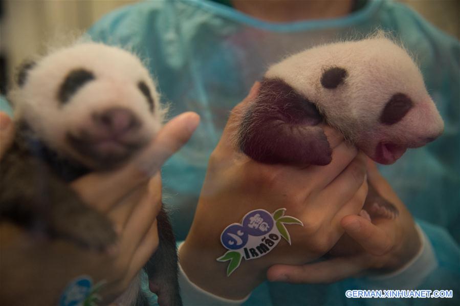 CHINA-MACAO-GIANT PANDA-TWIN CUBS (CN)