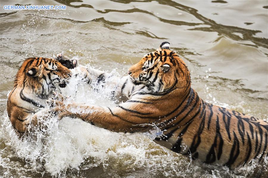 CHINA-HEILONGJIANG-HAILIN-SIBERIAN TIGER (CN) 