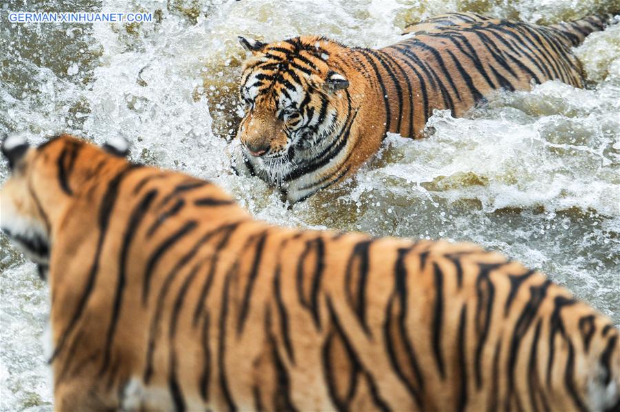 CHINA-HEILONGJIANG-HAILIN-SIBERIAN TIGER (CN) 