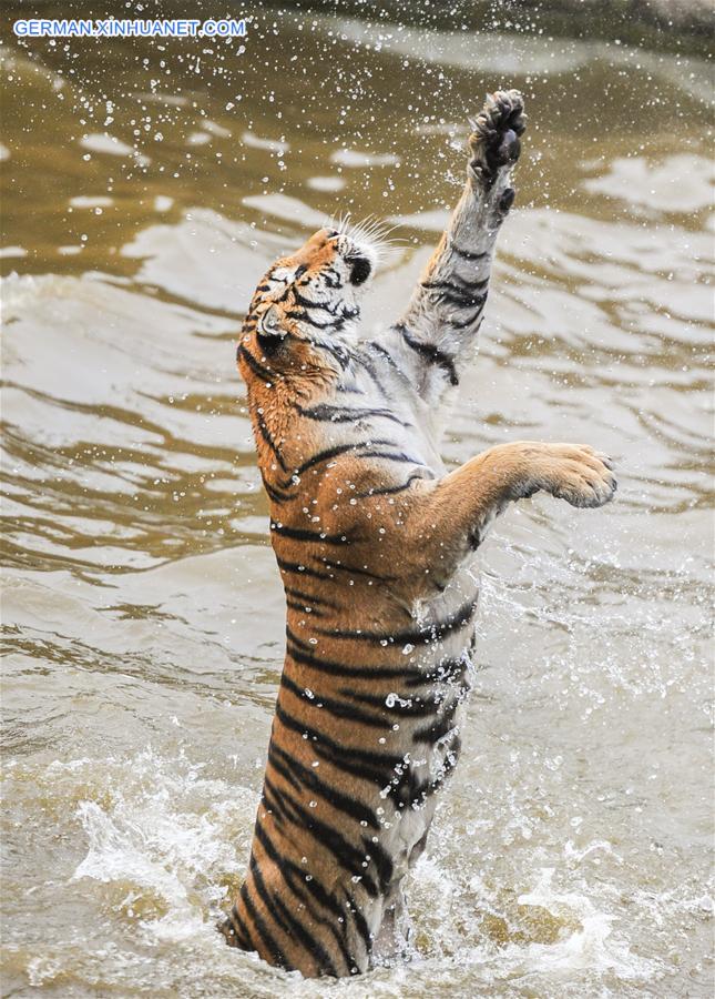 CHINA-HEILONGJIANG-HAILIN-SIBERIAN TIGER (CN) 