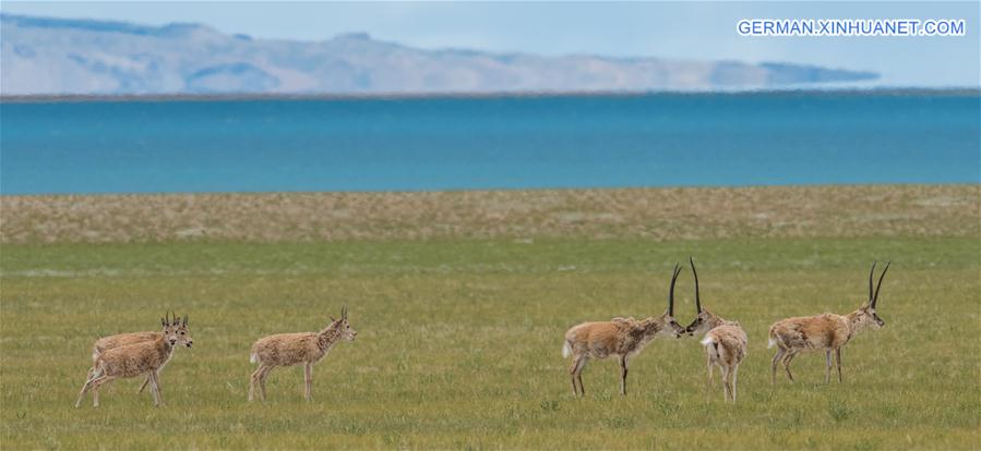CHINA-TIBET-LHASA-ANTELOPE (CN)