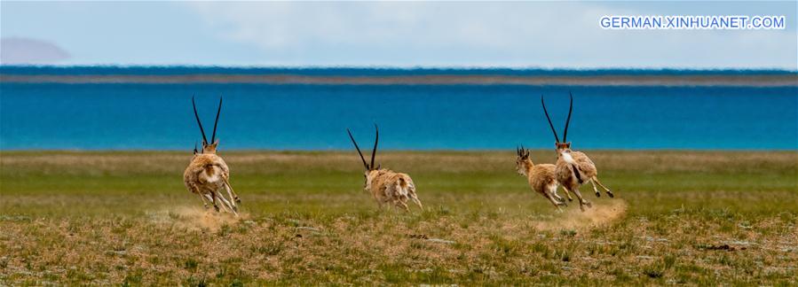 CHINA-TIBET-LHASA-ANTELOPE (CN)