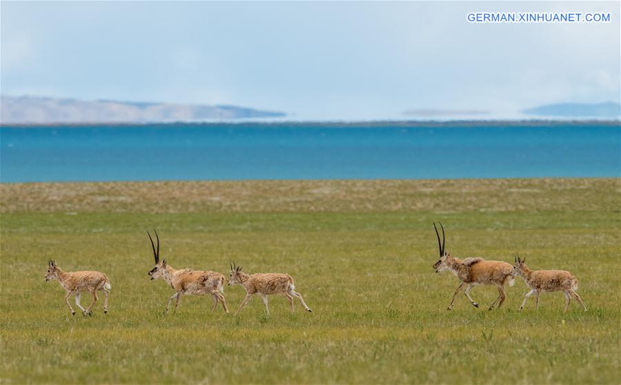 CHINA-TIBET-LHASA-ANTELOPE (CN)