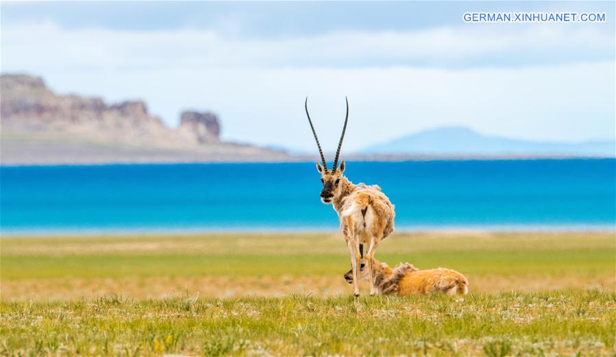 CHINA-TIBET-LHASA-ANTELOPE (CN)