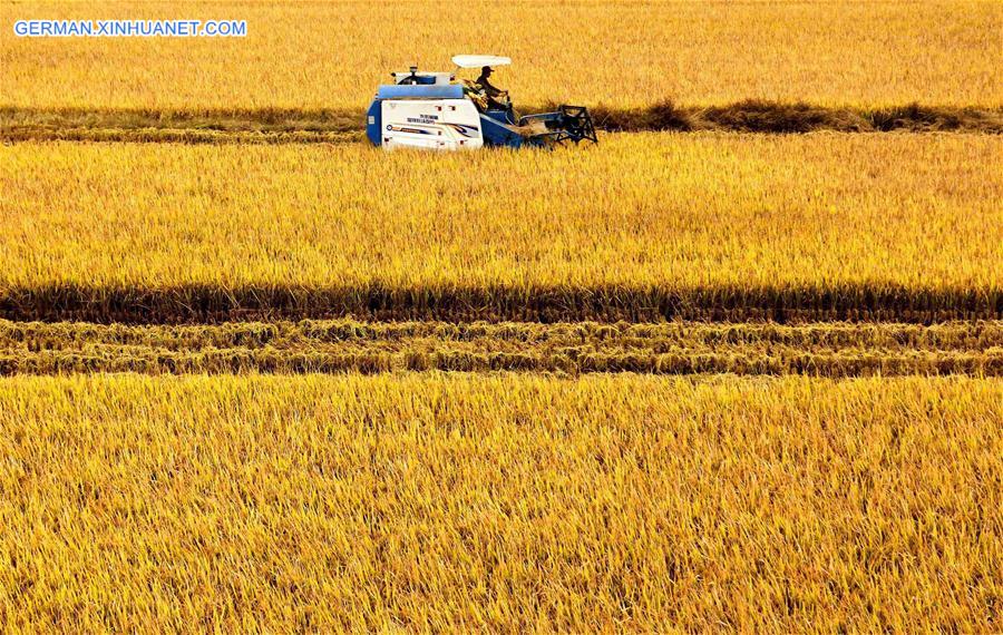 #CHINA-VILLAGES-FARM WORK (CN)