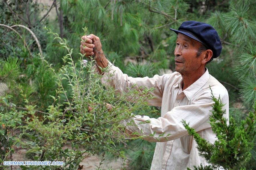 CHINA-GANSU-OLD MEN-TREE PLANTING (CN) 