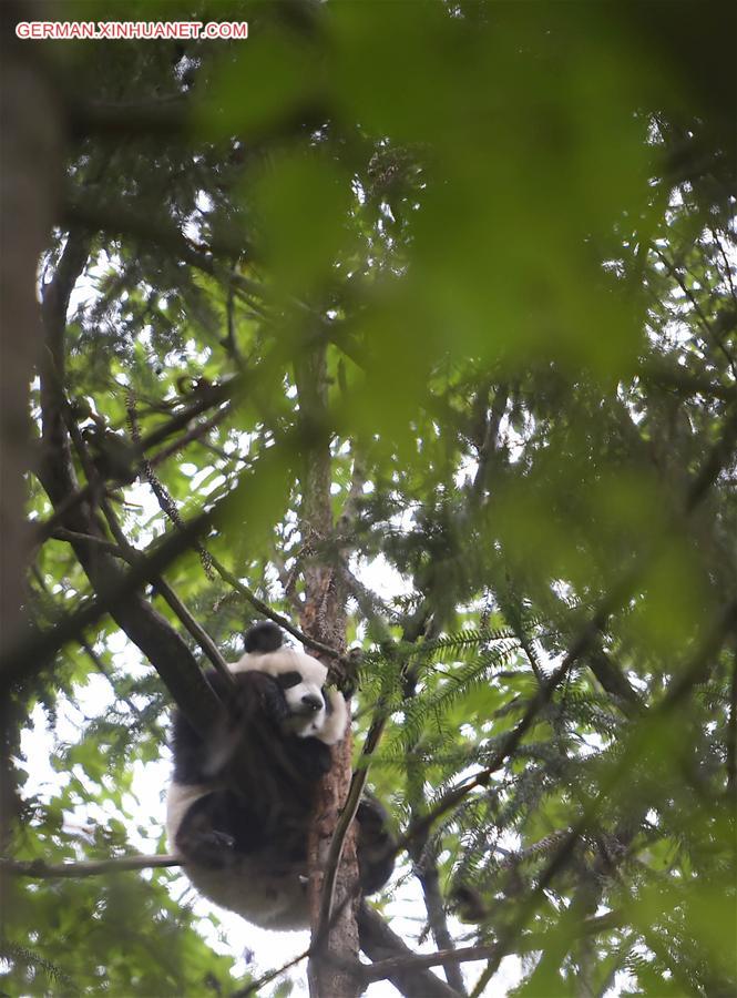 CHINA-CHENGDU-GIANT PANDA-RETURN TO WILD-TRAINING (CN)