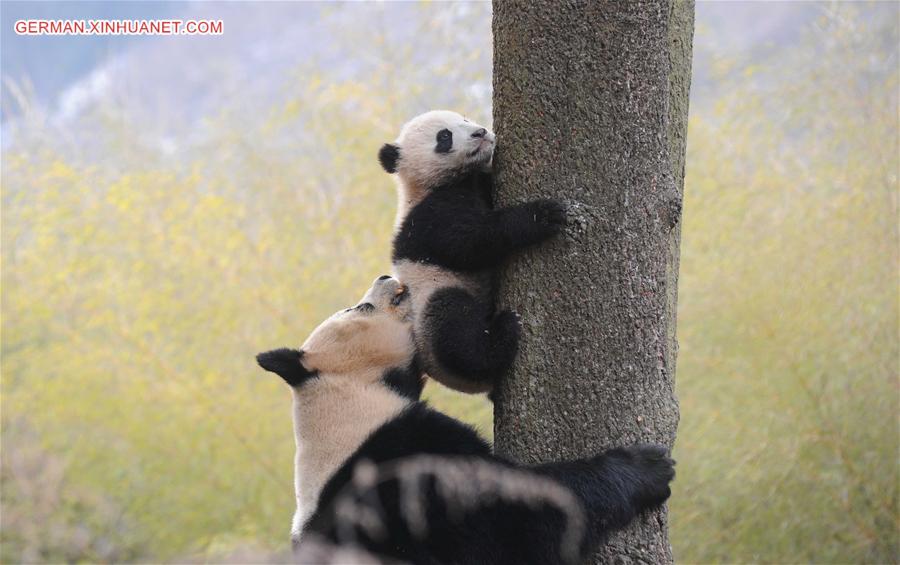 CHINA-CHENGDU-GIANT PANDA-RETURN TO WILD-TRAINING (CN)