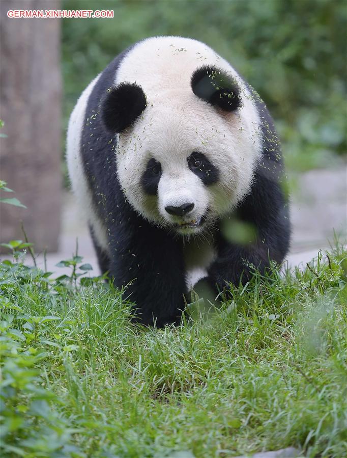 CHINA-CHENGDU-GIANT PANDA-RETURN TO WILD-TRAINING (CN)