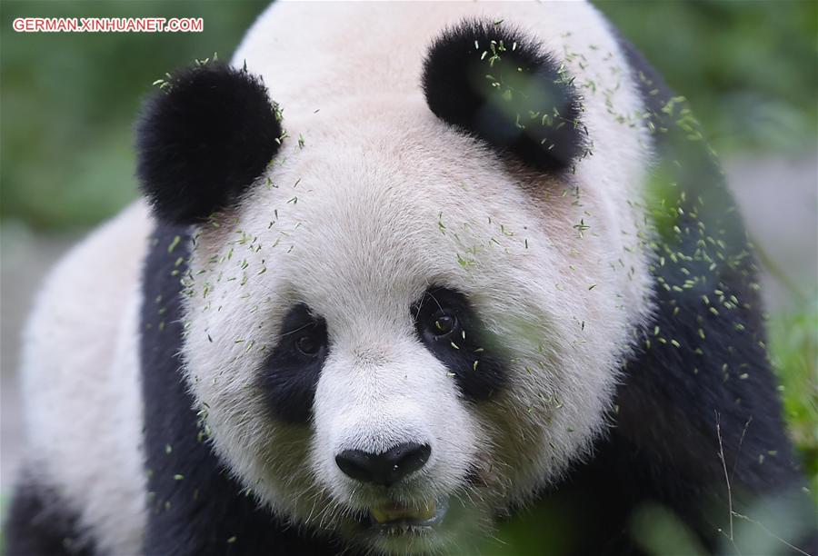 CHINA-CHENGDU-GIANT PANDA-RETURN TO WILD-TRAINING (CN)