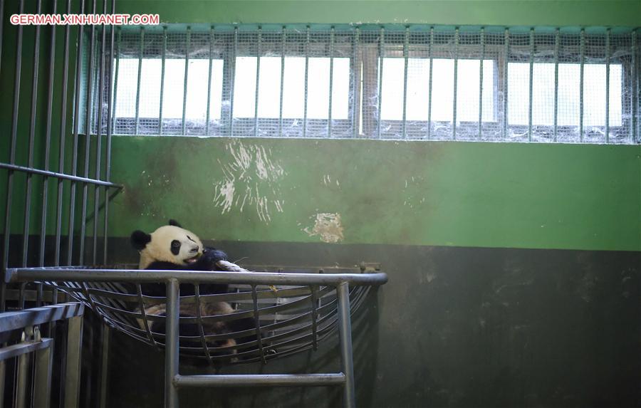 CHINA-CHENGDU-GIANT PANDA-RETURN TO WILD-TRAINING (CN)
