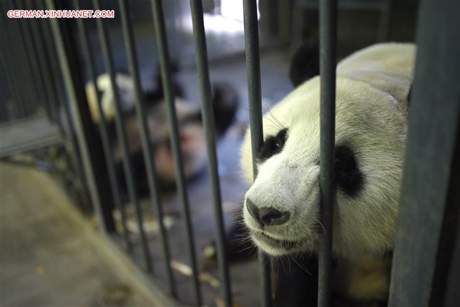 CHINA-CHENGDU-GIANT PANDA-RETURN TO WILD-TRAINING (CN)