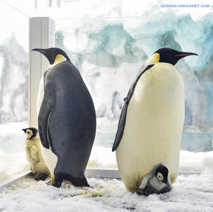 CHINA-ZHUHAI-PENGUIN-BABY-DEBUT (CN)
