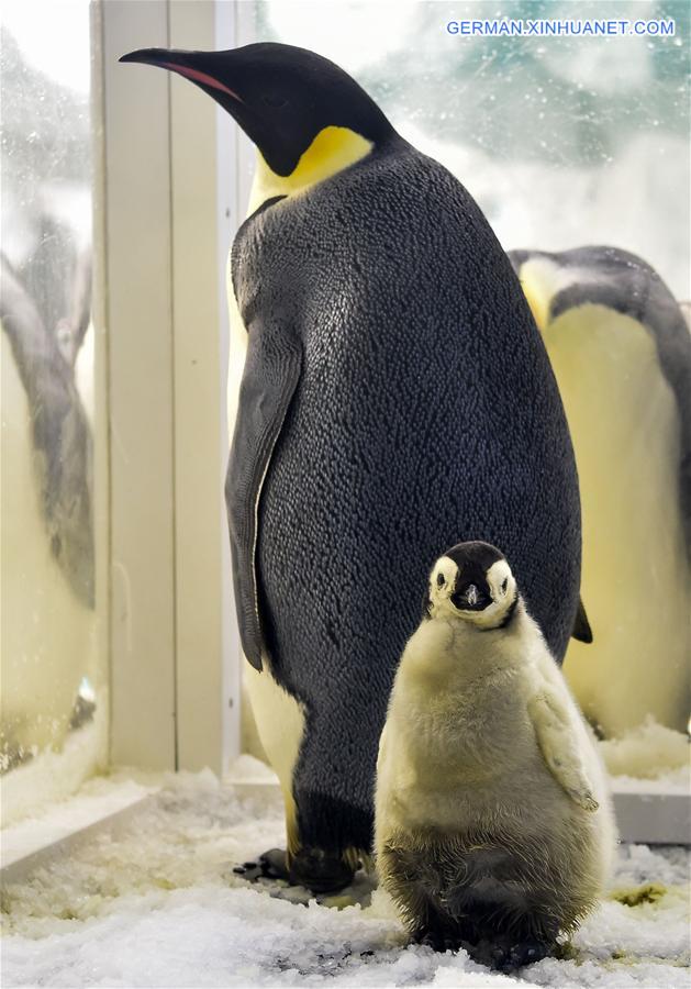 CHINA-ZHUHAI-PENGUIN-BABY-DEBUT (CN)