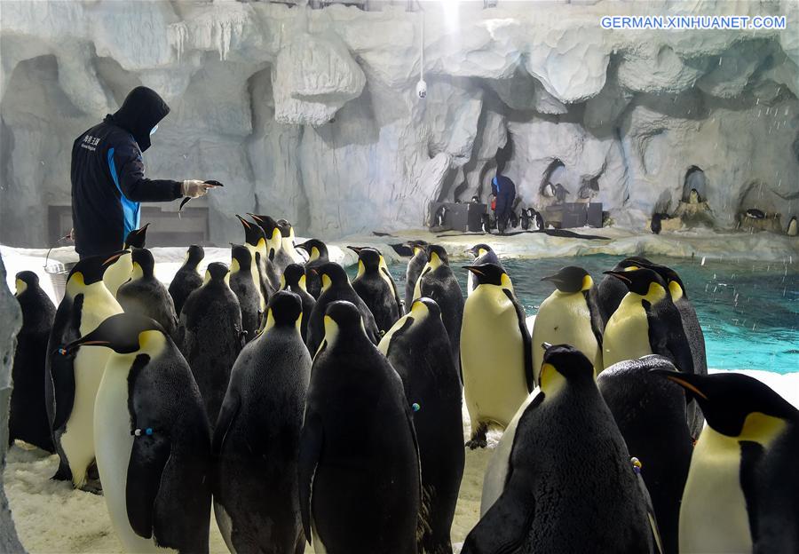 CHINA-ZHUHAI-PENGUIN-BABY-DEBUT (CN)
