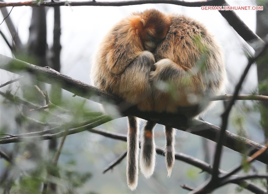 CHINA-SHAANXI-FOPING-GOLDEN MONKEY(CN)