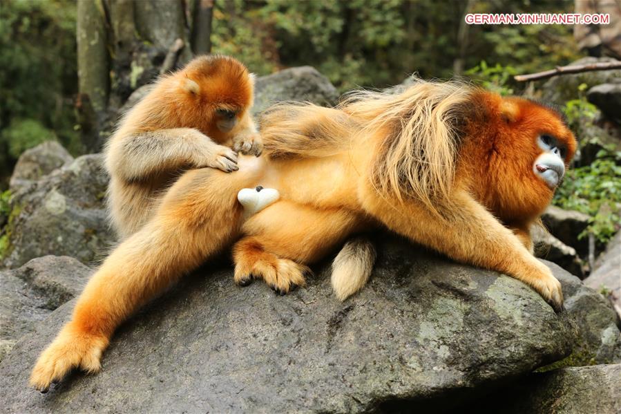 CHINA-SHAANXI-FOPING-GOLDEN MONKEY(CN)