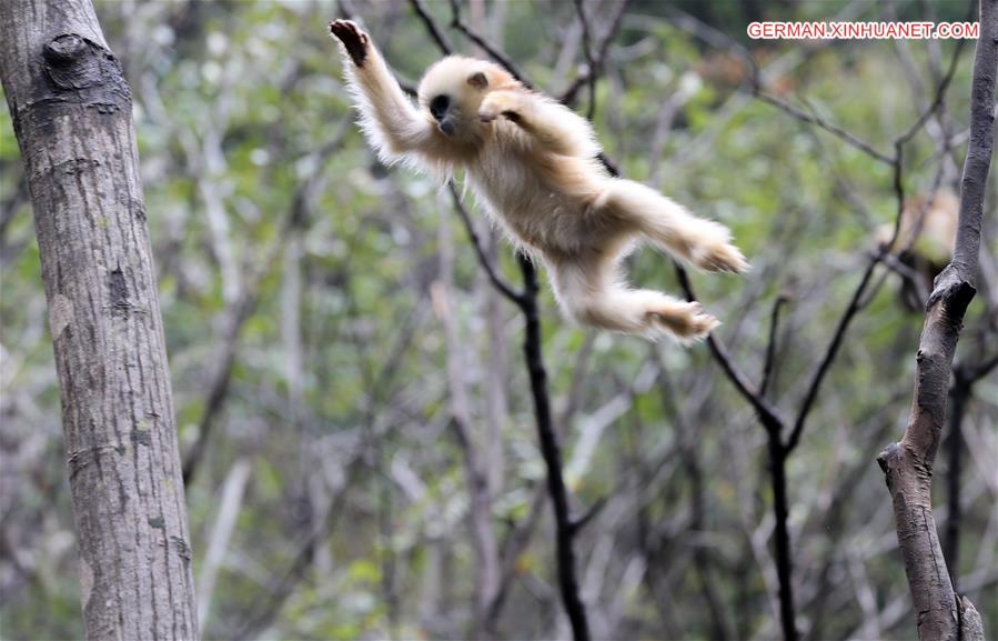 CHINA-SHAANXI-FOPING-GOLDEN MONKEY(CN)