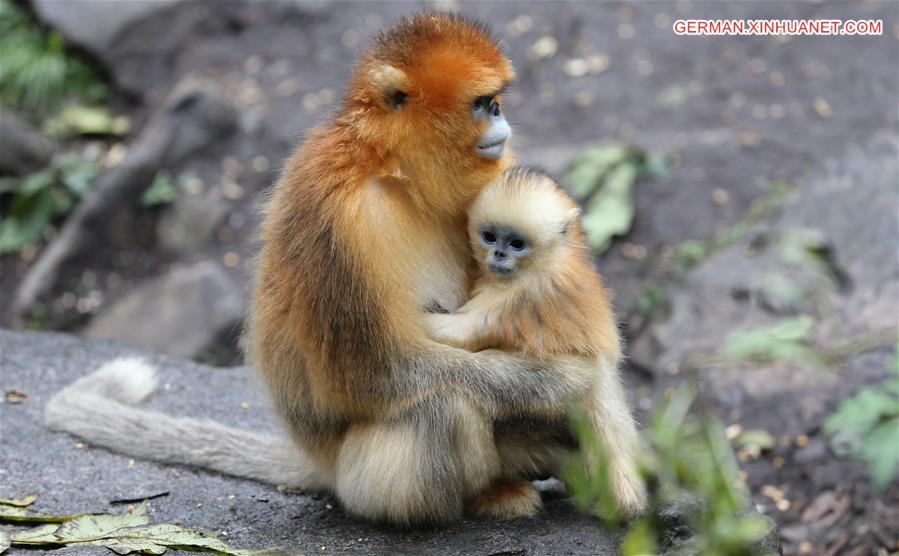 CHINA-SHAANXI-FOPING-GOLDEN MONKEY(CN)