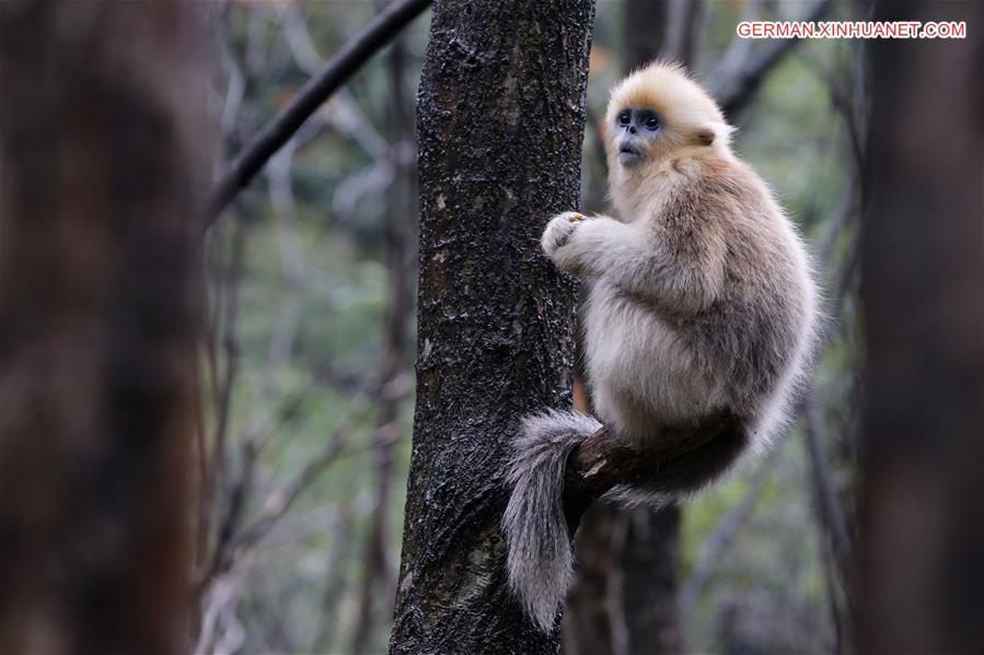 CHINA-SHAANXI-FOPING-GOLDEN MONKEY(CN)