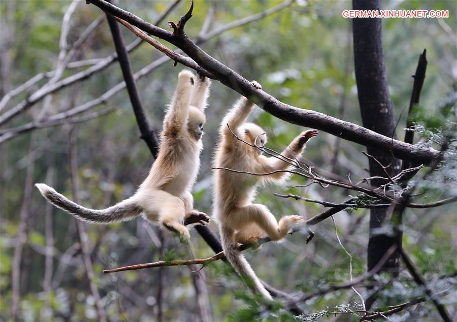 CHINA-SHAANXI-FOPING-GOLDEN MONKEY(CN)