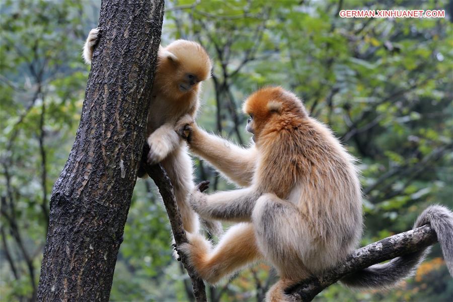 CHINA-SHAANXI-FOPING-GOLDEN MONKEY(CN)
