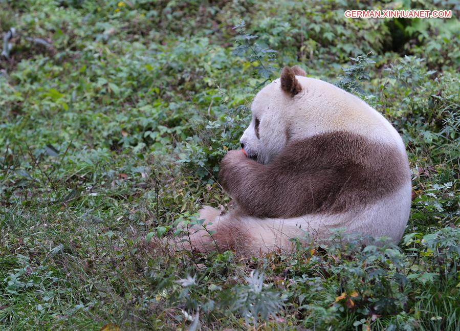CHINA-SHAANXI-FOPING-BROWN GIANT PANDA (CN)