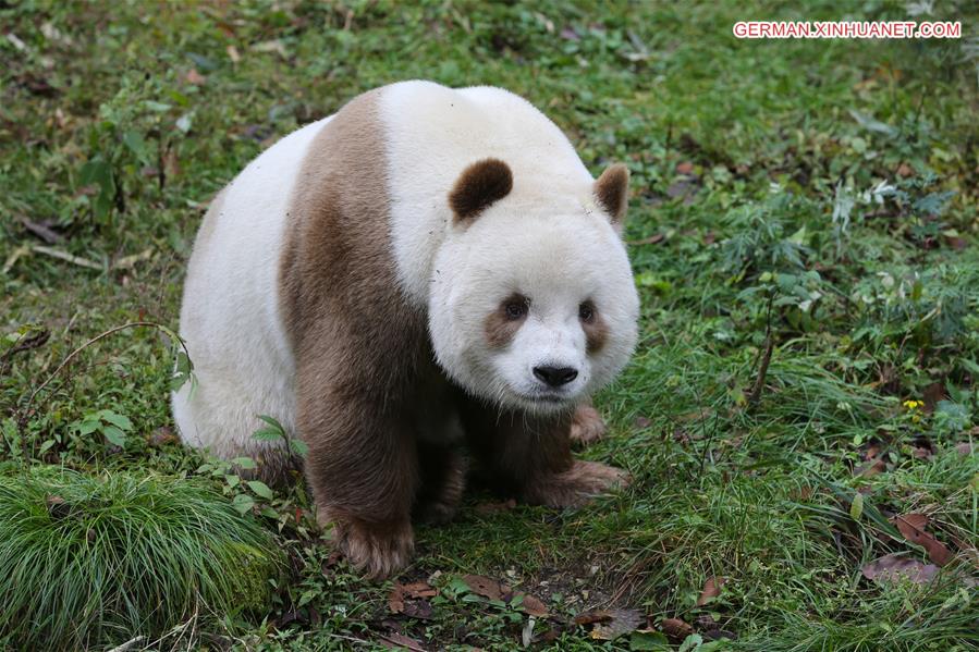 CHINA-SHAANXI-FOPING-BROWN GIANT PANDA (CN)