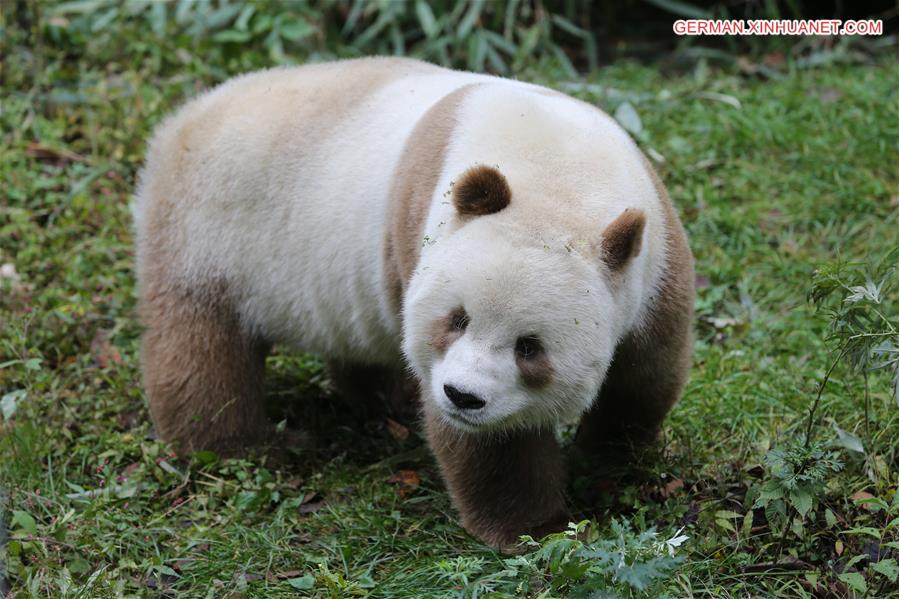 CHINA-SHAANXI-FOPING-BROWN GIANT PANDA (CN)