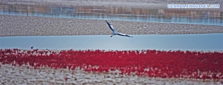CHINA-LIAONING-RED BEACH (CN)