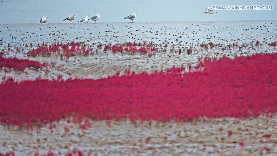 CHINA-LIAONING-RED BEACH (CN)