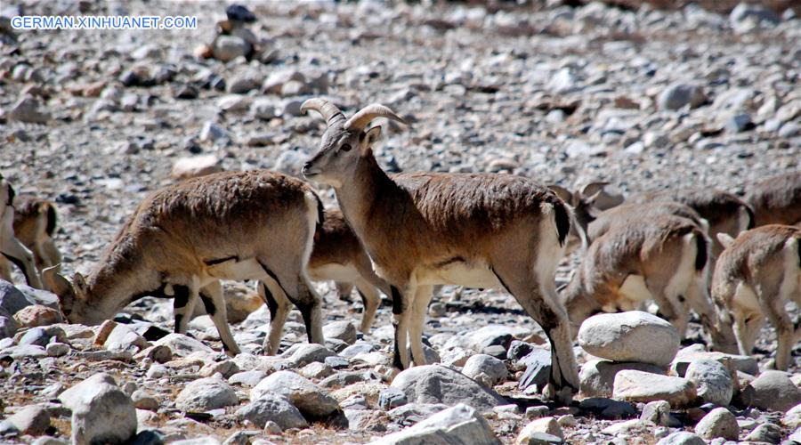 CHINA-MOUNT QOMOLANGMA-SCENERY (CN) 
