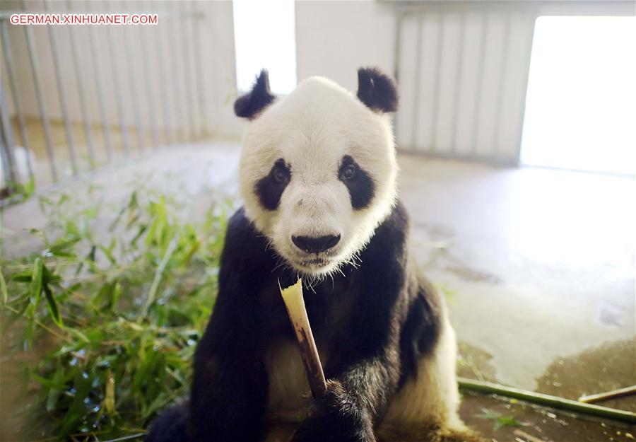 （年终报道）（10）大熊猫这一年的“网红”生活