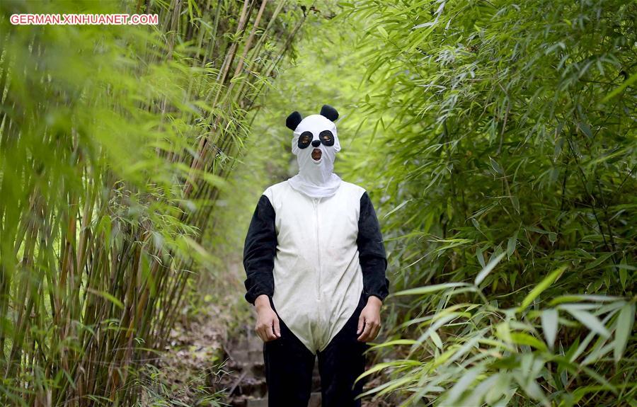 （年终报道）（8）大熊猫这一年的“网红”生活