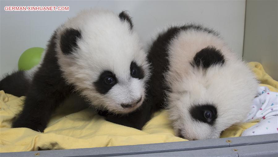 （外代一线）（2）美国亚特兰大动物园为大熊猫双胞胎命名