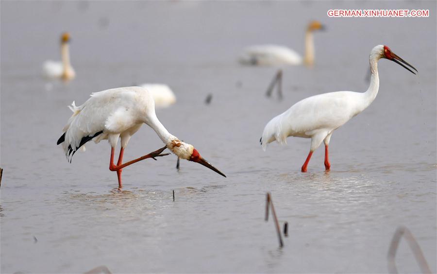 CHINA-POYANG LAKE-MIGRATORY BIRDS(CN)