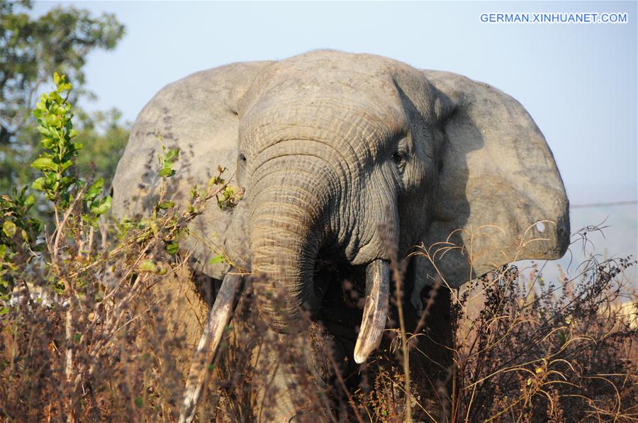 GHANA-MOLE NATIONAL PARK-WILDLIFE