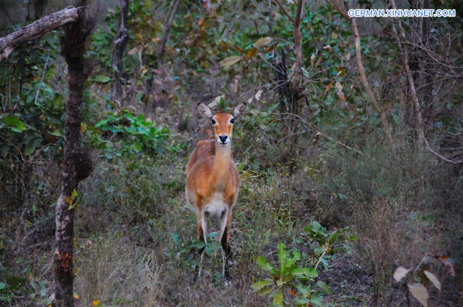 GHANA-MOLE NATIONAL PARK-WILDLIFE