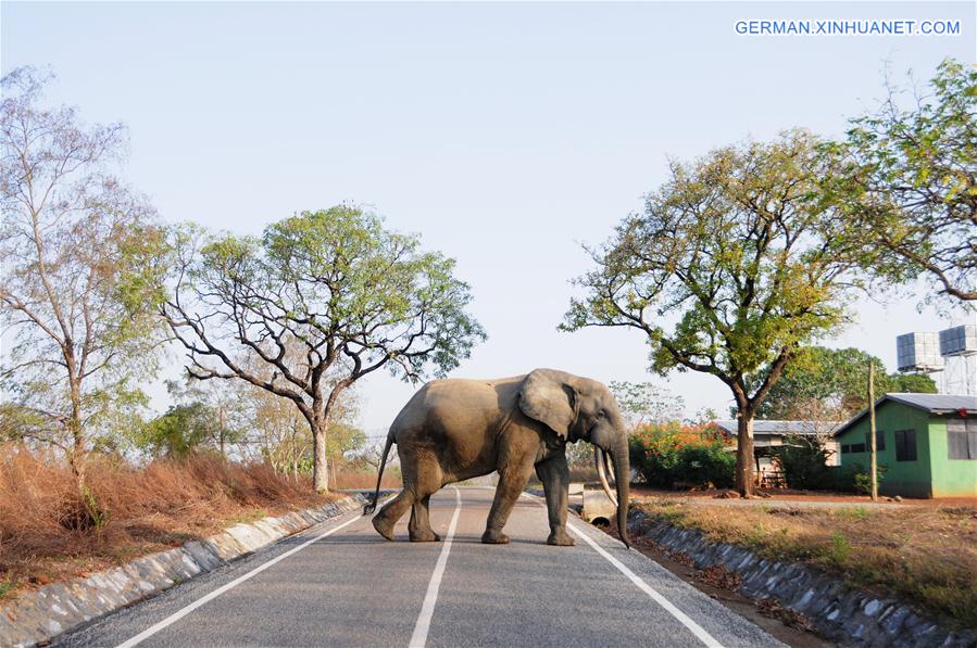 GHANA-MOLE NATIONAL PARK-WILDLIFE