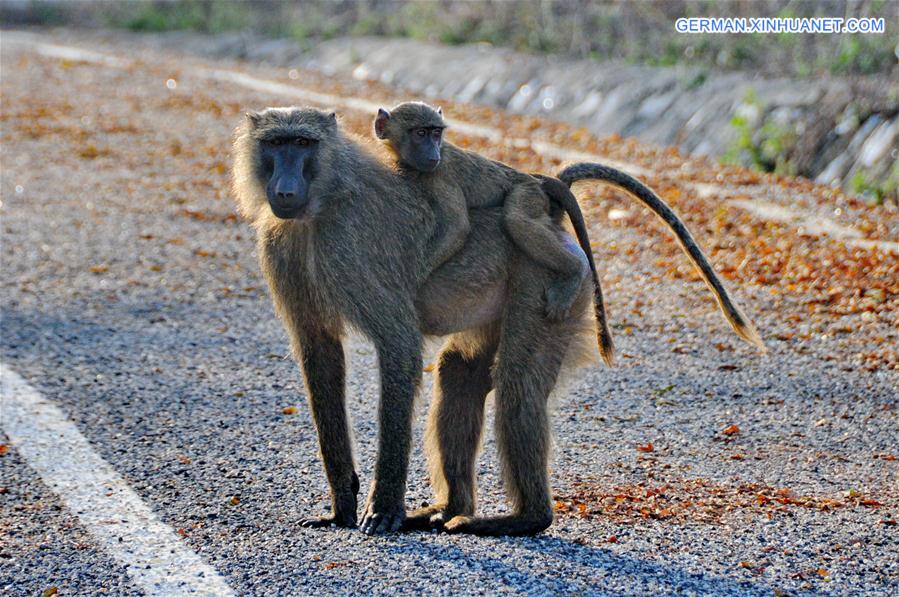 GHANA-MOLE NATIONAL PARK-WILDLIFE